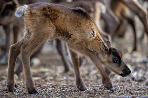 Reindeer Prints: Reindeer (Rangifer tarandus) newborn calf among herd of domestic reindeer
