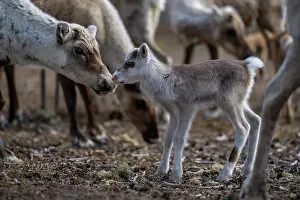 Reindeer Prints: Reindeer (Rangifer tarandus) newborn calf among herd of domestic reindeer