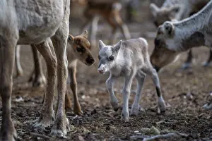 Reindeer Prints: Reindeer (Rangifer tarandus) newborn calves among herd of domestic reindeer