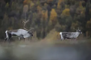 Cervids Prints: Reindeer (Rangifer tarandus) pair, Forollhogna National Park, Norway, September 2008
