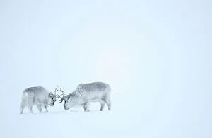 Images Dated 27th August 2019: Reindeer (Rangifer tarandus), two play fighting in snow. Svalbard, Norway, April
