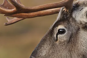 Reindeer Prints: Reindeer (Rangifer tarandus) reindeer with bare antlers in rutting season, reintroduced