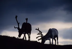 Reindeer Prints: Reindeer (Rangifer tarandus) reindeer silhouetted against the skyline, reintroduced