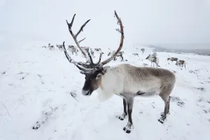 Reindeer Prints: Reindeer (Rangifer tarandus) reintroduced herd on Cairngorm Mountains
