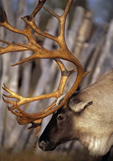 Images Dated 4th July 2005: Reindeer {Rangifer tarandus} in Saami enclosure Vindelfjallen NR, Lapland