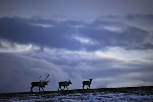 Cervids Prints: Three Reindeer (Rangifer tarandus) silhouetted against dark cloudy sky