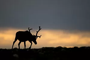 Images Dated 13th August 2015: Reindeer (Rangifer tarandus) silhouetted against sky, walking across upland, Cairngorms