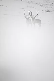 Two Reindeer (Rangifer tarandus) in snow mist, Forollhogna National Park, Norway