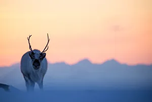 Danny Green Collection: Reindeer (Rangifer tarandus) on a snowy ridge, Svalbard, Norway, April