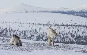 Two Reindeer (Rangifer tarandus tarandus) in snowy landscape, Finland. April