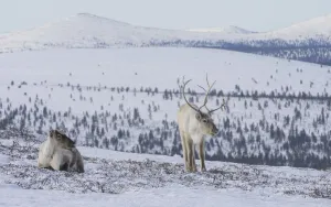Two Reindeer (Rangifer tarandus tarandus) in snowy landscape, Finland. April Two Reindeer (Rangifer tarandus tarandus) in snowy landscape, Finland. April