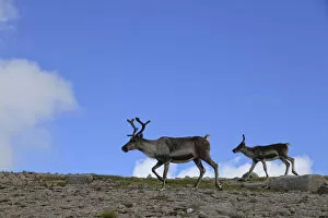 2020VISION 2 Gallery: Reindeer (Rangifer tarandus) on upland plateau, Cairngorms National Park, Scotland