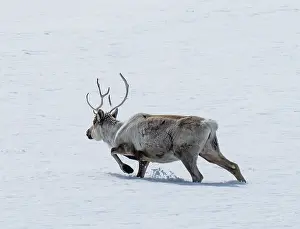 Reindeer Prints: Reindeer (Rangifer tarandus) walking through deep snow