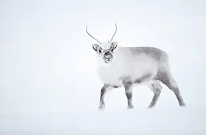 Reindeer Prints: Reindeer (Rangifer tarandus) walking in snow. Svalbard, Norway, April