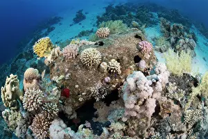 Red Sea Prints: Remains of a barrel from a shipwreck colonized by coral on the seabed