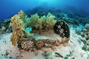 Red Sea Prints: Remains of a barrel from a shipwreck colonized by coral on the seabed