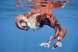 Japan Prints: Remains of a dead Seven-arm octopus (Haliphron atlanticus)