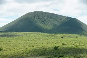 Galapagos Prints: Remnants of endemic Scalesia forest near Cerro Paja dormant volcano