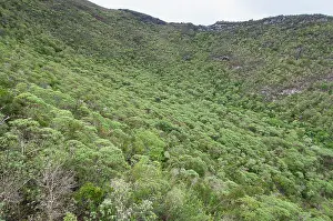 Galapagos Prints: Remnants of endemic Scalesia forest near Cerro Paja dormant volcano