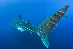 Alex Mustard 2021 Update Prints: Remoras (Remora sp. ) hitchhiking on the tail of a large (13-15m) female whale shark