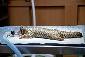 East Asia Prints: A rescued Formosan pangolin (Manis pentadactyla pentadactyla) anaesthetized
