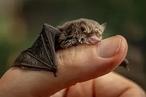 Hand Prints: A rescued Little forest bat (Vespadelus vulturnus) juvenile