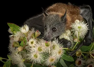 Rescued and orphaned Grey-headed Flying-fox (Pteropus poliocephalus) in captivity