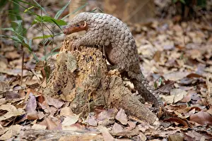 East Asia Prints: A rescued and released Formosan pangolin (Manis pentadactyla pentadactyla) feeding on termites within an old tree trunk