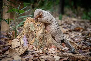 East Asia Prints: A rescued and released Formosan pangolin (Manis pentadactyla pentadactyla) feeding on termites within an old tree trunk