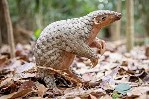 East Asia Prints: A rescued and released Formosan pangolin (Manis pentadactyla pentadactyla) standing in forest