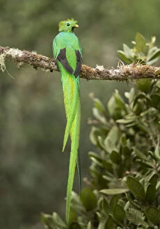 2019 May Highlights Collection: Resplendent quetzal (Pharomachrus mocinno) male perched on branch. Costa Rica