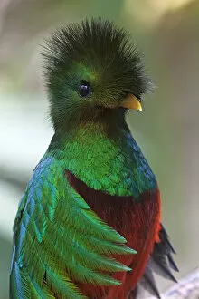 Central America Collection: Resplendent quetzal (Pharomachrus mocinno), captive, Chiapas, southern Mexico