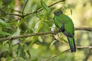 Images Dated 21st April 2020: Resplendent quetzal (Pharomachrus mocinno) female, Talamanca mountains, Costa Rica