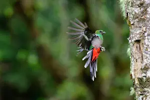 Trogoniformes Prints: Resplendent quetzal (Pharomachrus mocinno) female