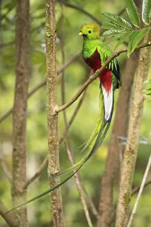 Images Dated 21st April 2020: Resplendent quetzal (Pharomachrus mocinno) male, Talamanca mountains, Costa Rica
