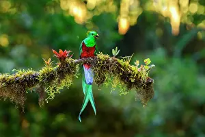 Resplendent quetzal (Pharomachrus mocinno) male, perched on lichen covered branch with berry in beak, in montane rainforest, Talamanca, Costa Rica