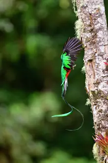 Trogoniformes Prints: Resplendent quetzal (Pharomachrus mocinno) male
