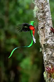 Trogoniformes Prints: Resplendent quetzal (Pharomachrus mocinno) male