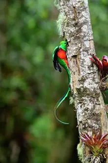 Trogoniformes Prints: Resplendent quetzal (Pharomachrus mocinno) male