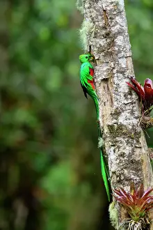 Trogoniformes Prints: Resplendent quetzal (Pharomachrus mocinno) male