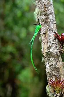 Trogoniformes Prints: Resplendent quetzal (Pharomachrus mocinno) male