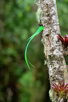 Trogoniformes Prints: Resplendent quetzal (Pharomachrus mocinno) male
