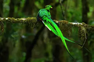 Trogoniformes Prints: Resplendent quetzal (Pharomachrus mocinno) male