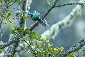 Trogoniformes Prints: Resplendent quetzal (Pharomachrus mocinno) male
