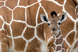 Images Dated 4th August 2014: Reticulated giraffe (Giraffa camelopardalis reticulata) young standing close to its mother
