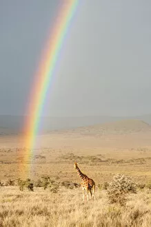 Images Dated 18th January 2016: Reticulated Giraffe (Giraffa camelopardalis reticulata) on plains with sunrise rainbow