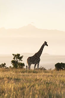 Reticulated Giraffe (Giraffa camelopardalis reticulata) standing in grassland. Laikipia, Kenya