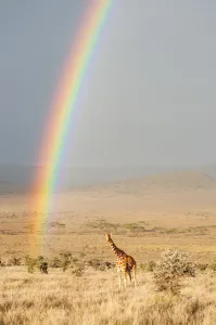 Reticulated Giraffe (Giraffa camelopardalis reticulata) on plains with sunrise rainbow