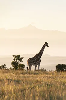 Giraffe Prints: Reticulated Giraffe (Giraffa camelopardalis reticulata) standing in grassland