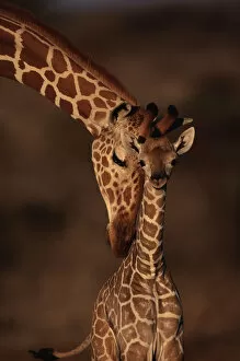 Images Dated 20th May 2003: Reticulated giraffe with young, Samburu GR, Kenya
